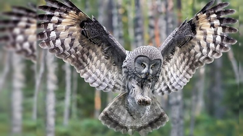 Great Grey Owl in Flight — Dramatic, Photograph
