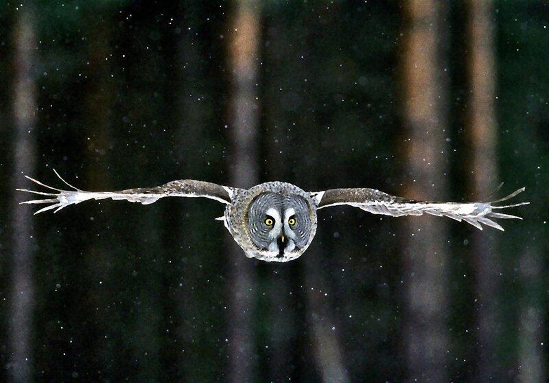 Great Grey Owl in Flight — Dramatic
