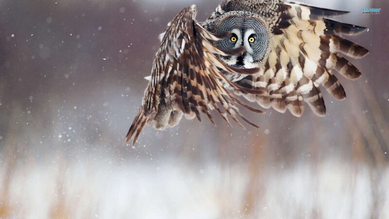 Great Grey Owl in Flight — Dramatic, Winter, Photograph