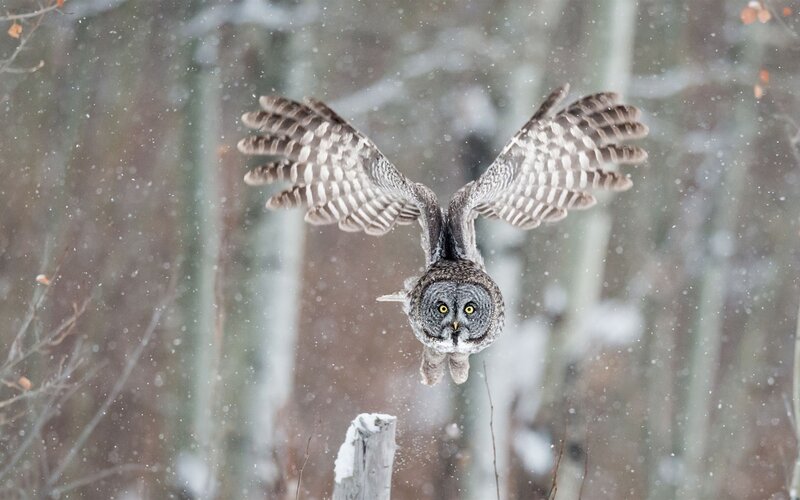 Great Grey Owl in Flight — Dramatic, Winter