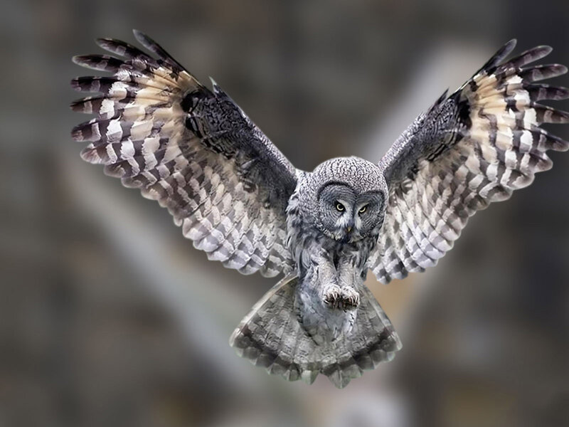 Great Grey Owl in Flight — Focused, Photograph