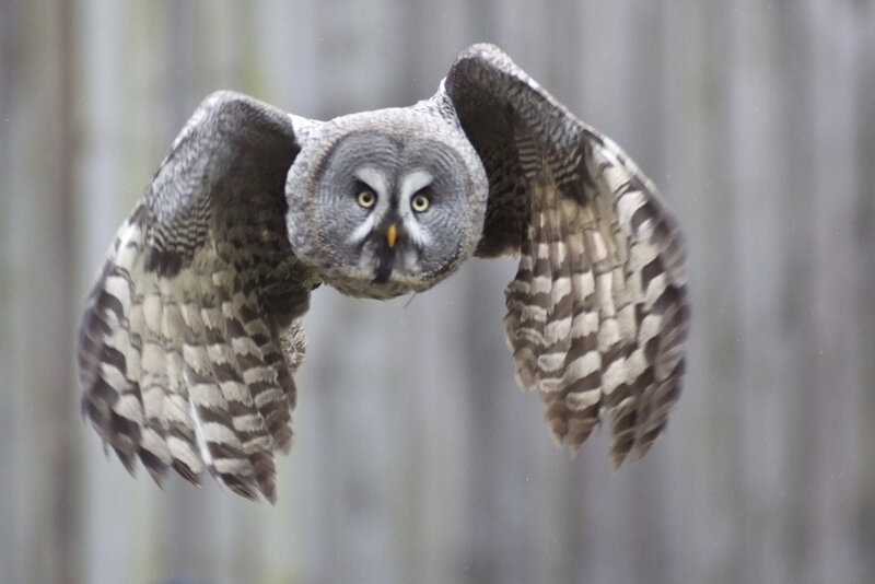 Great Grey Owl in Flight — Focused, Photograph, Wings