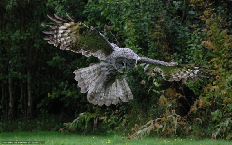 Great Grey Owl in Flight — Green, Dramatic, Afternoon