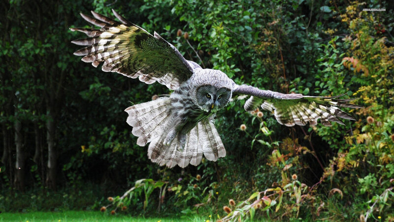 Great Grey Owl in Flight — Green, Dramatic