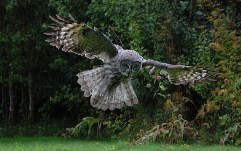 Great Grey Owl in Flight — Green, Natural, Afternoon