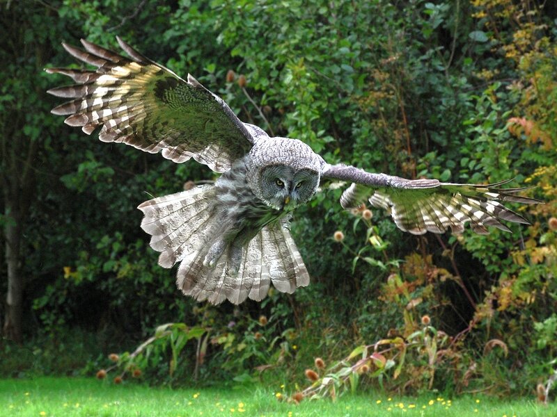 Great Grey Owl in Flight — Green, Natural