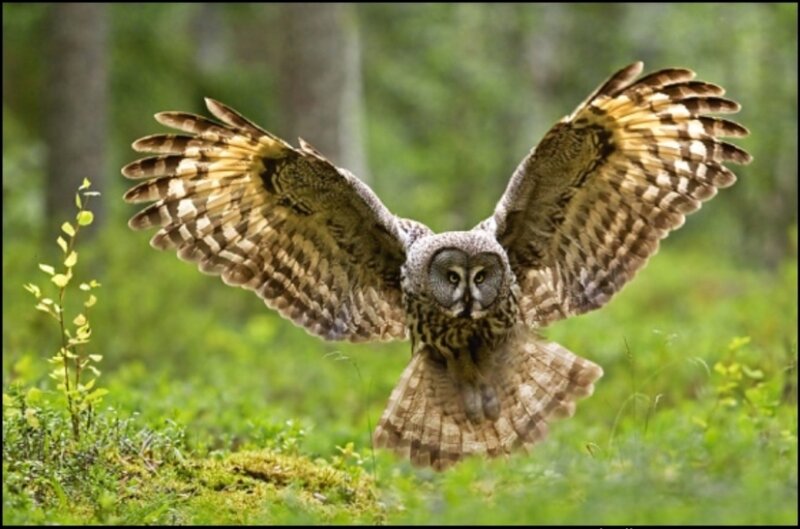 Great Grey Owl in Flight — Green
