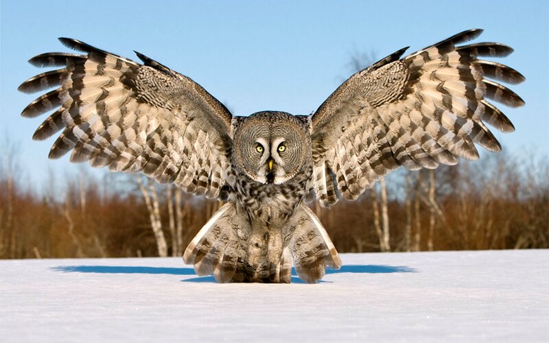 Great Grey Owl in Flight — White, Dramatic