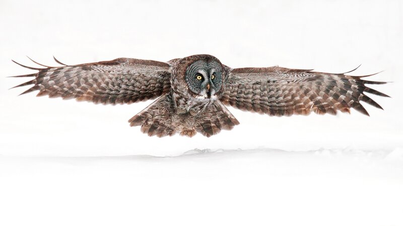Great Grey Owl in Flight — White, Dramatic, Winter