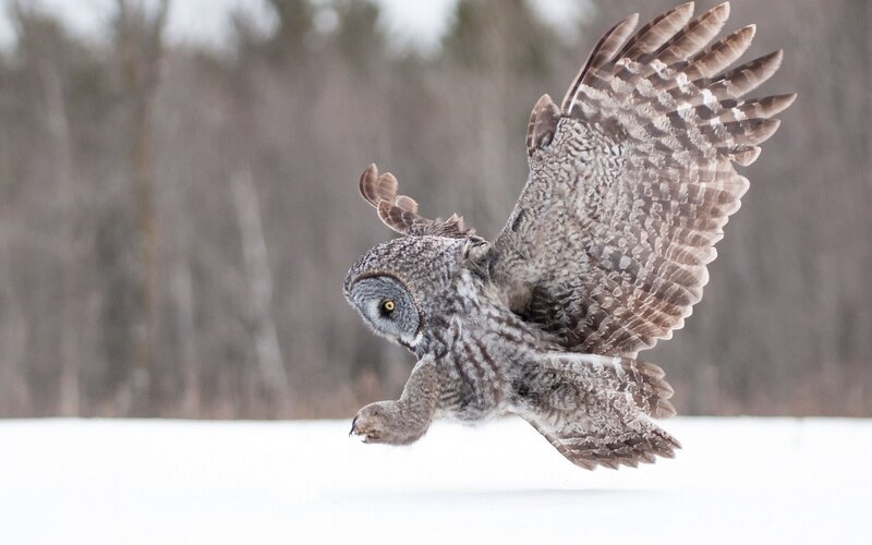 Great Grey Owl in Flight — White, Dynamic