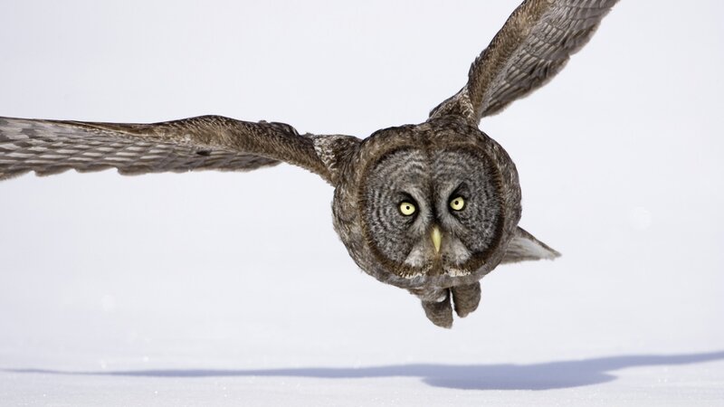 Great Grey Owl in Flight — White, Focused