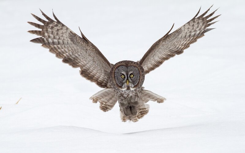 Great Grey Owl in Flight — White, Focused, Winter, Photograph