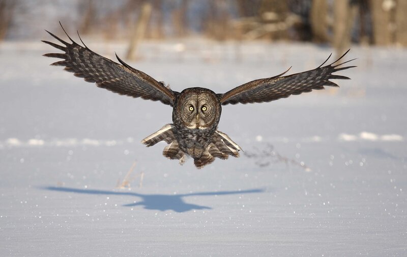 Great Grey Owl in Flight — White, Focused, Winter