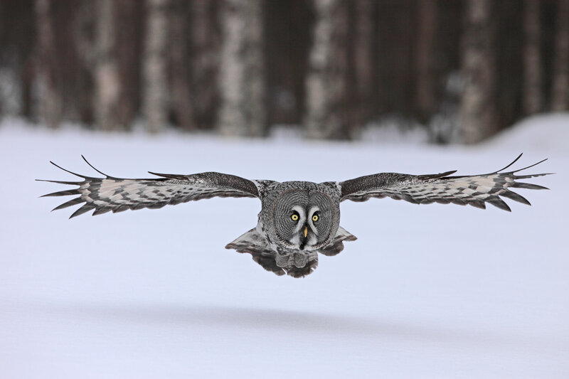 Great Grey Owl in Flight — White