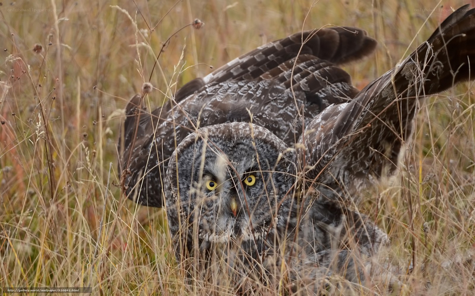 Great grey owl in grass
