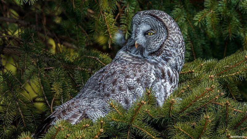 Great grey owl in pine tree