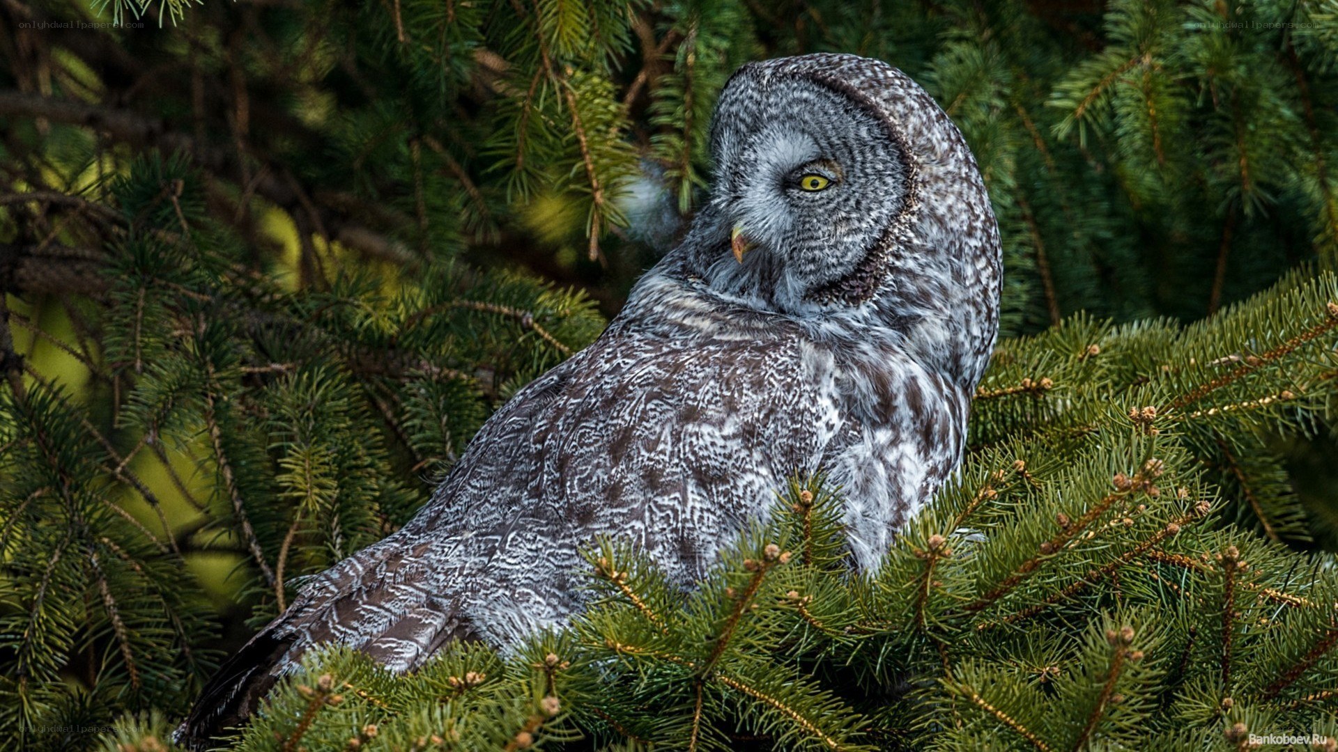 Great grey owl in pine tree