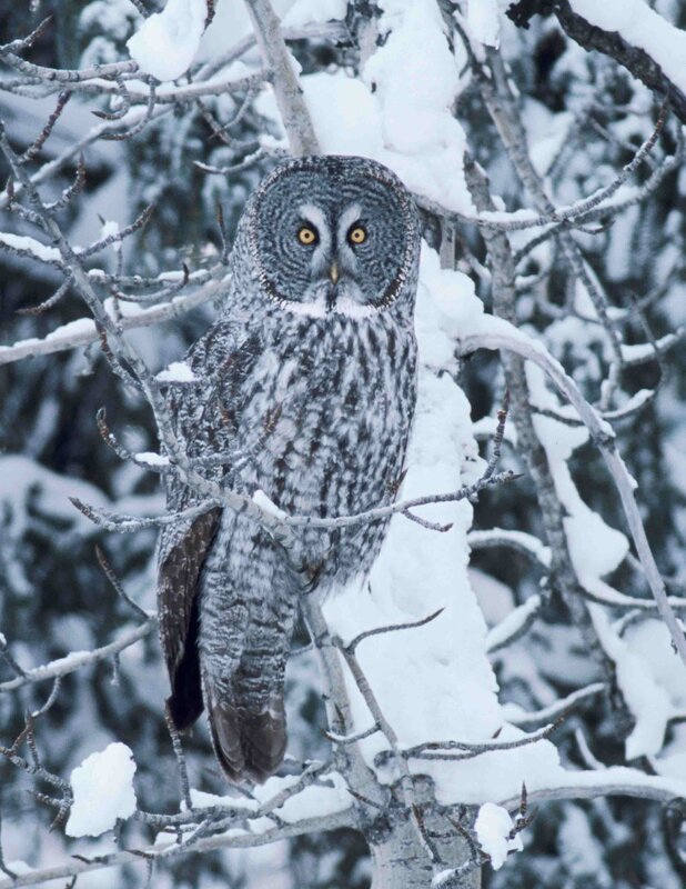 Great grey owl in snow