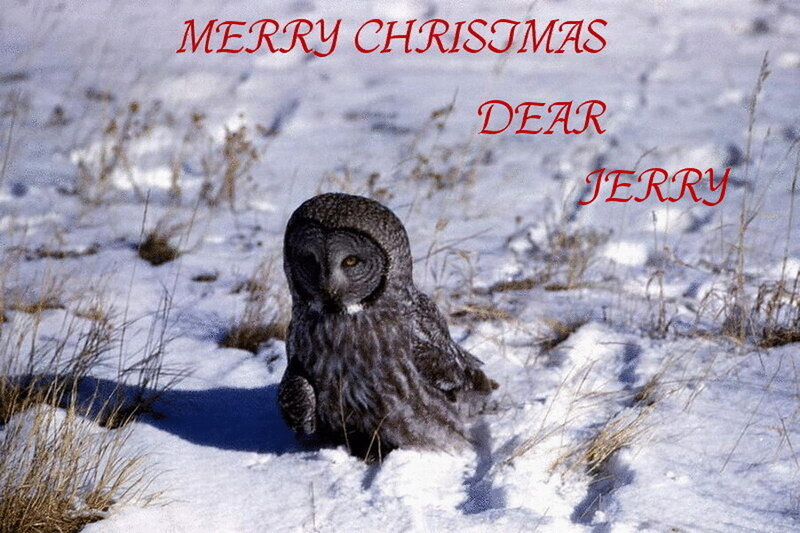 Great Grey Owl in Snow — White