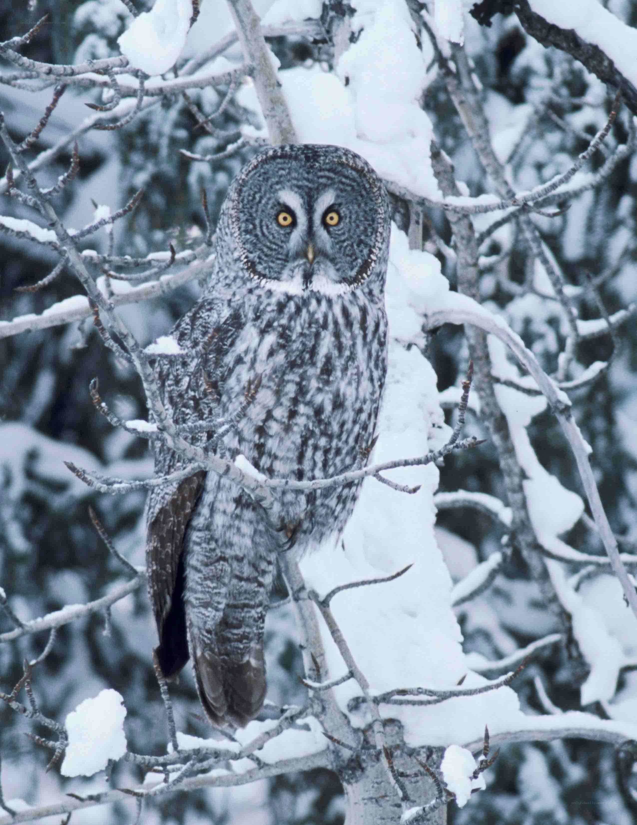 Great grey owl in snow