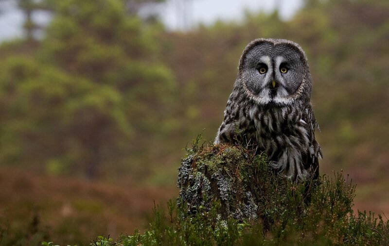Great grey owl in the wild