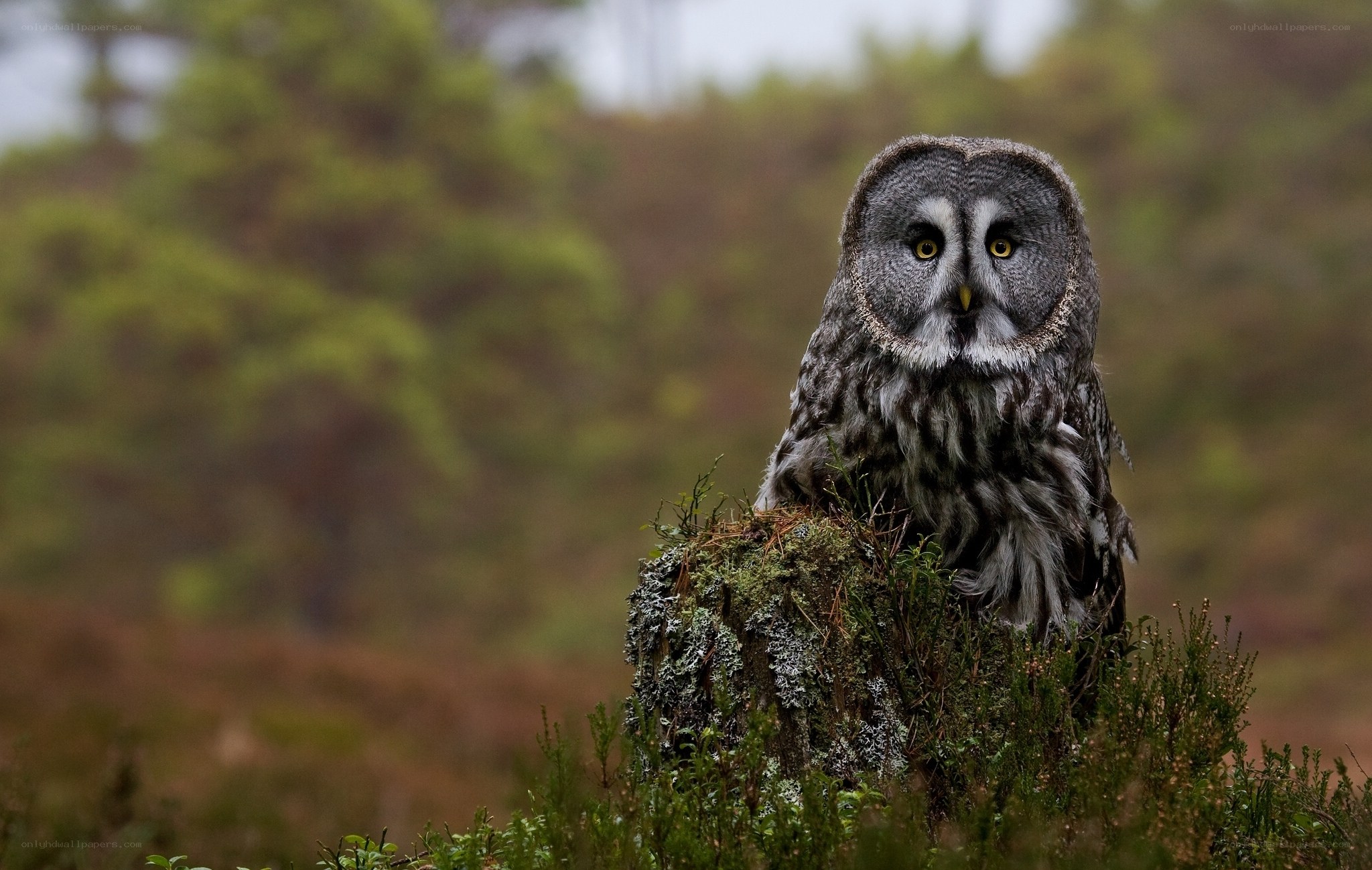 Great grey owl in the wild