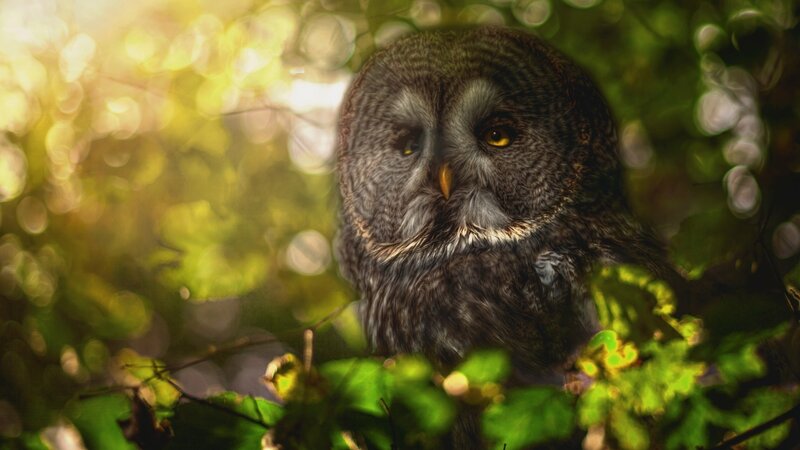Great Grey Owl in Tree — Green