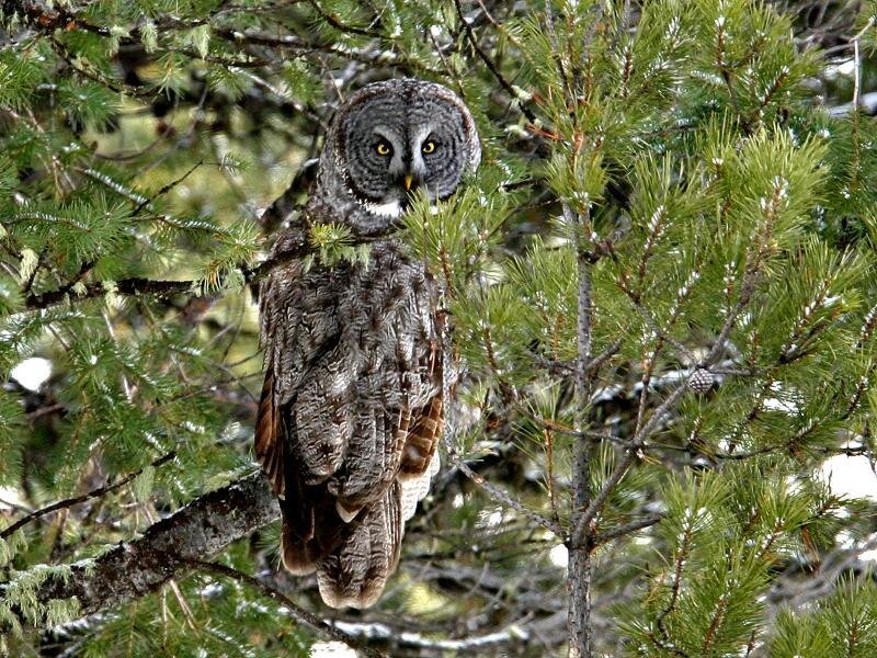 Great Grey Owl in Tree