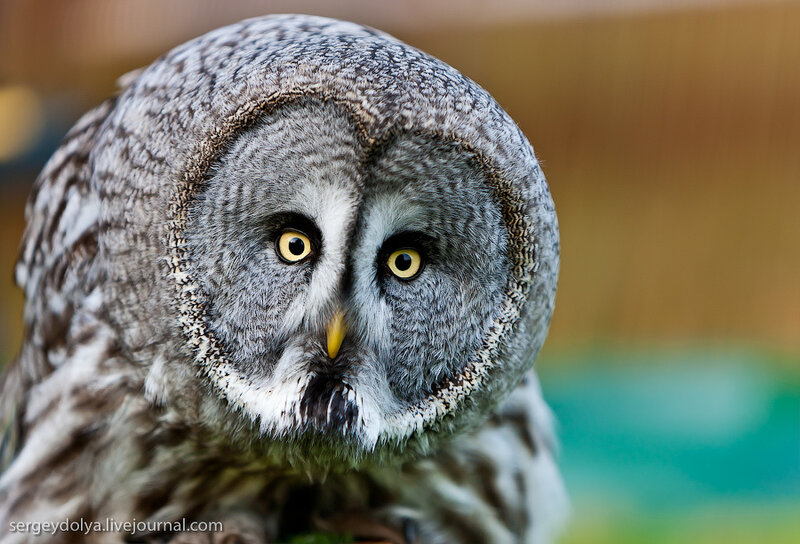 Great Grey Owl — Intense