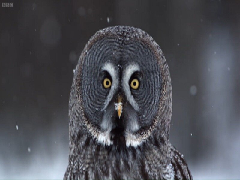 Great Grey Owl — Intense, Winter