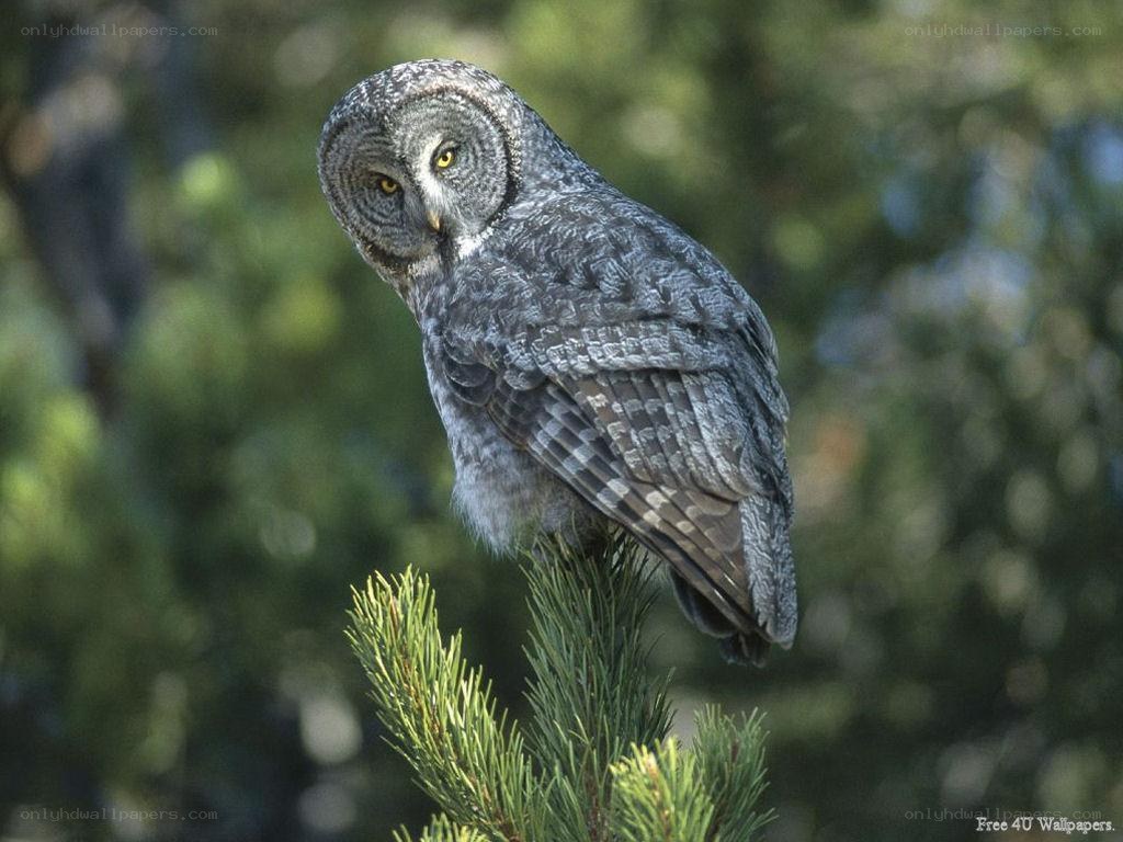 Great grey owl on a branch