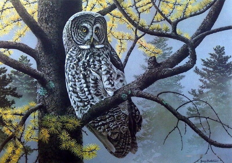 Great Grey Owl on Branch — Serene