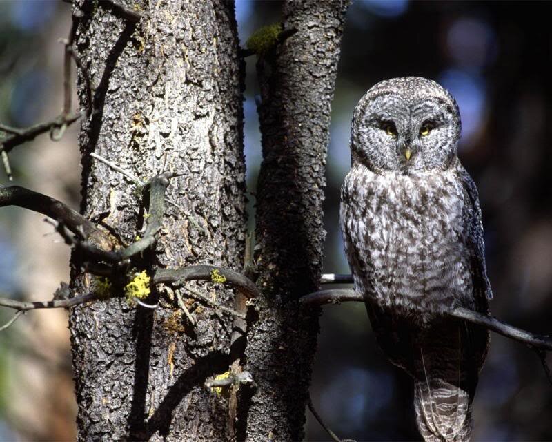 Great Grey Owl on Branch