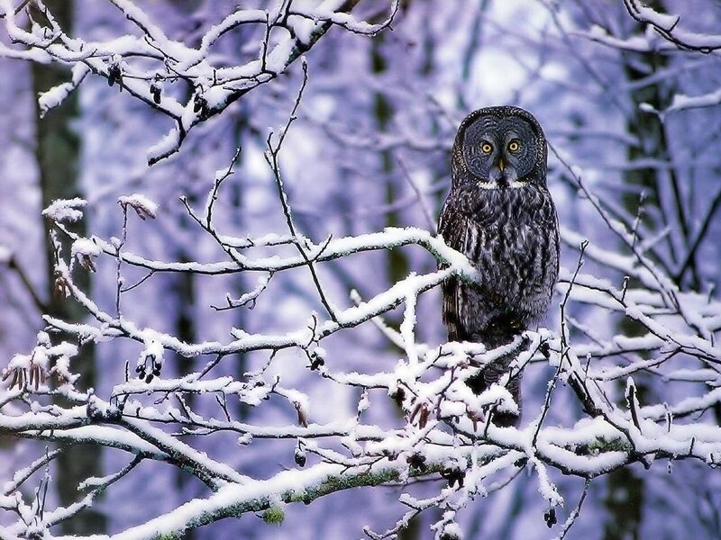 Great Grey Owl on Branch — White