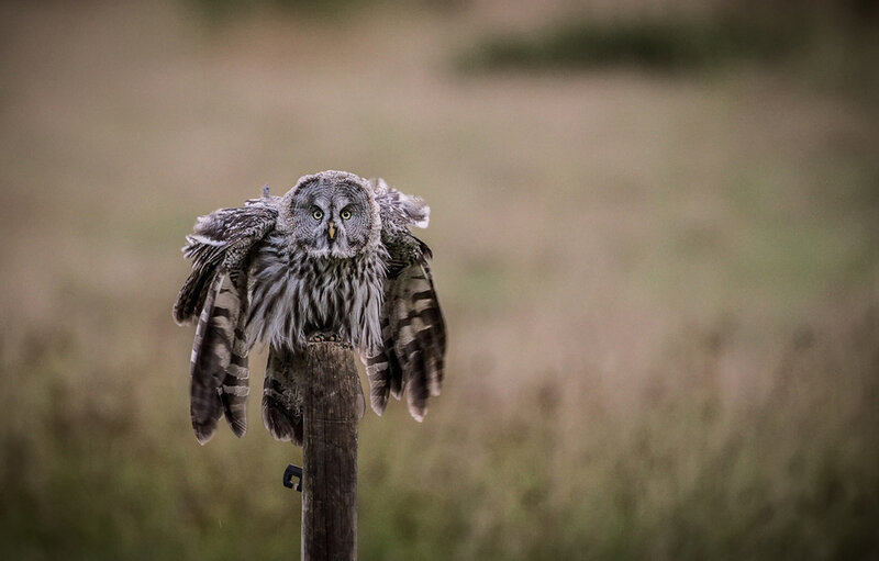 Great Grey Owl on Post