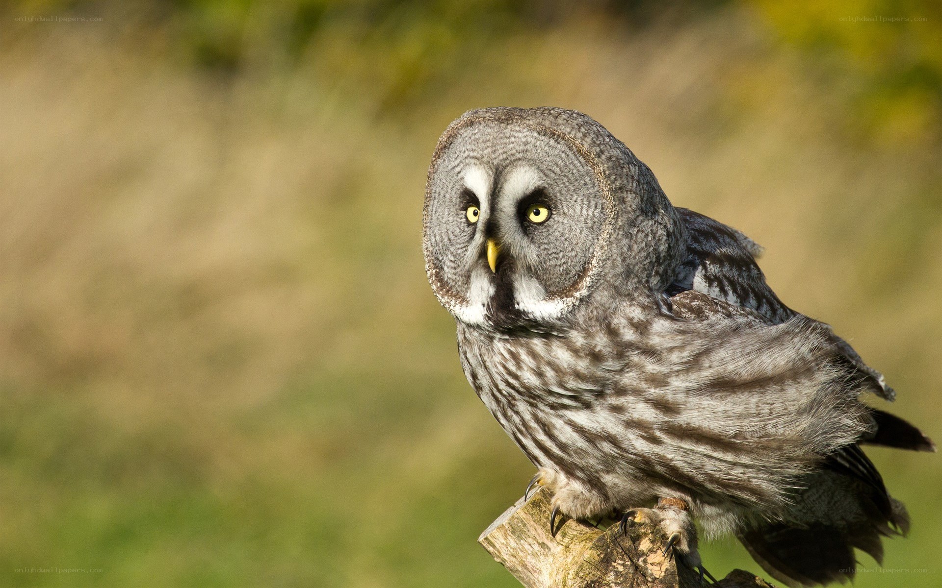 Great grey owl perched