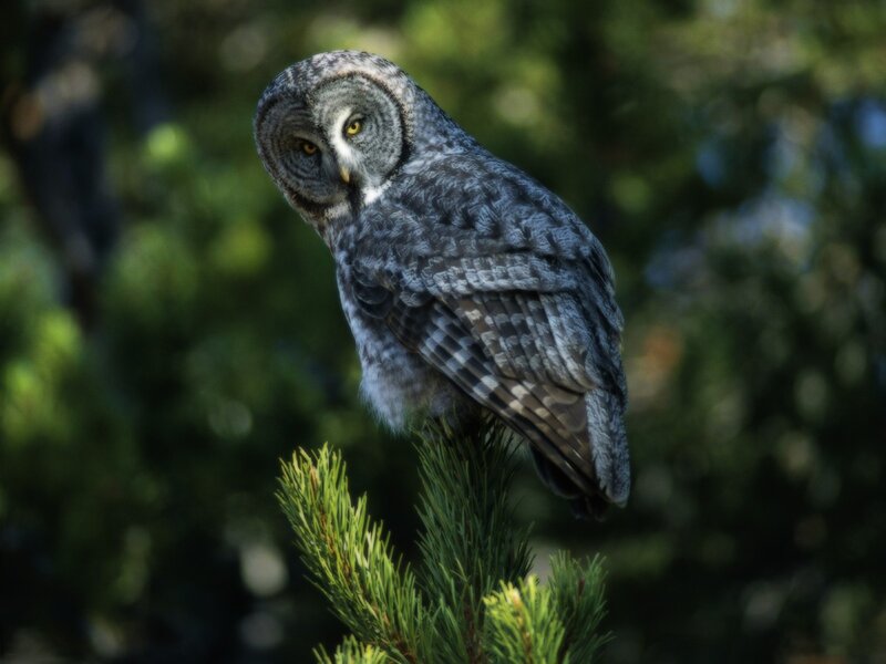 Great grey owl perched on branch