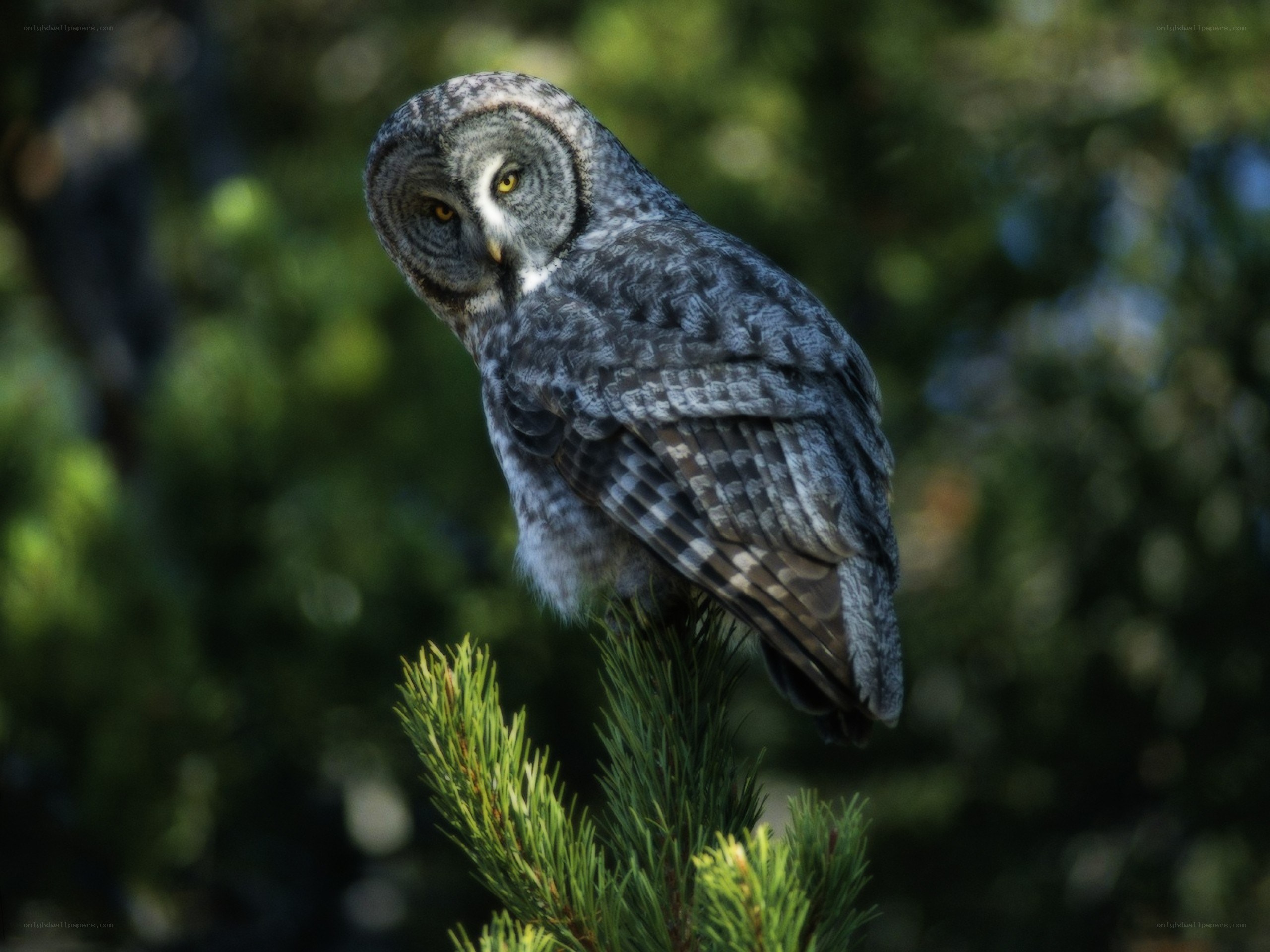 Great grey owl perched on branch