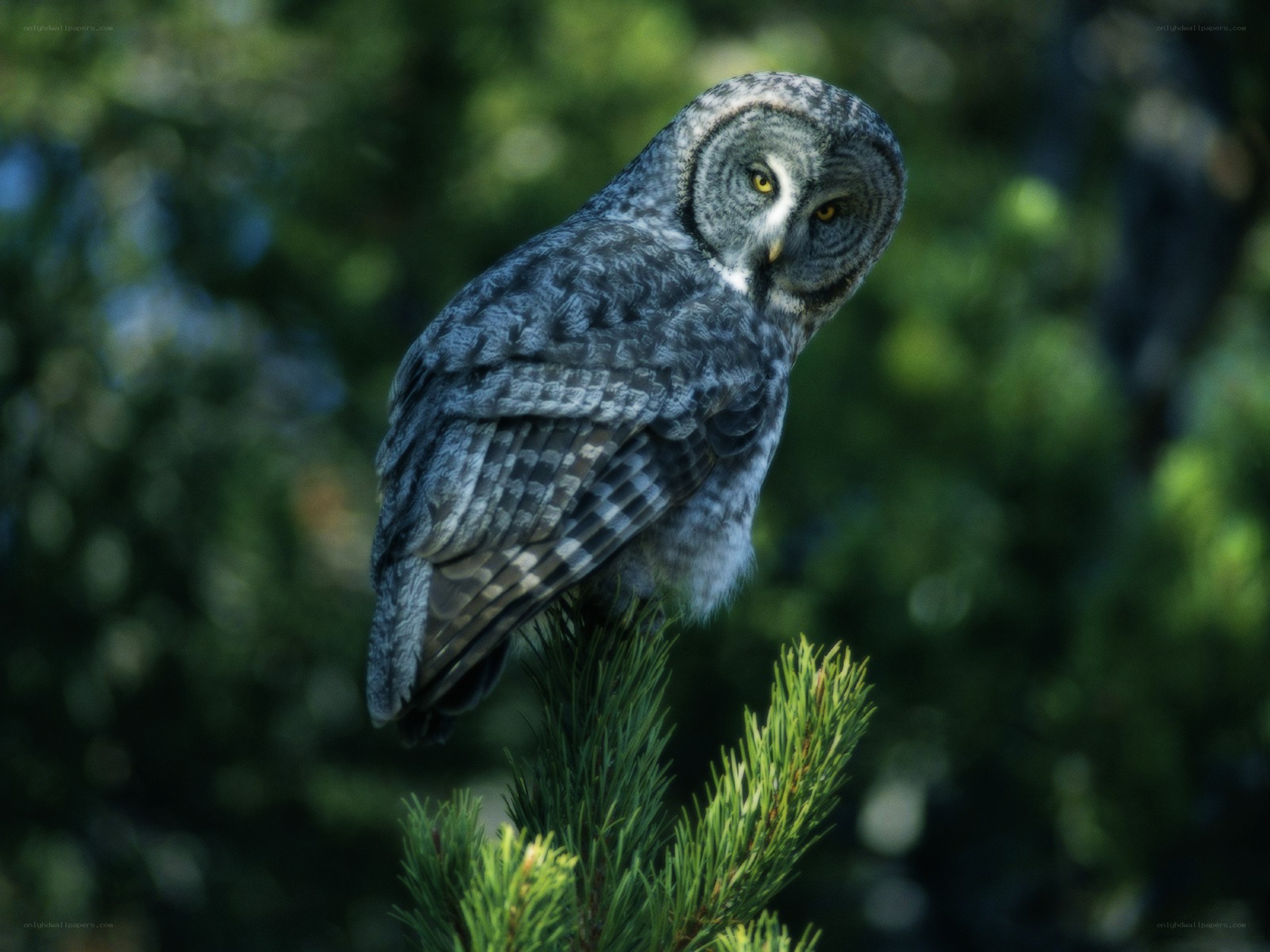Great grey owl perched on branch