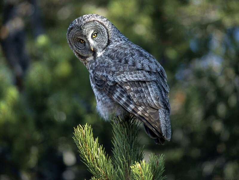 Great grey owl perched on branch