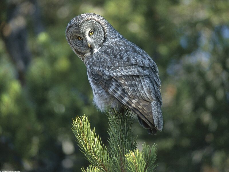 Great grey owl perched on branch