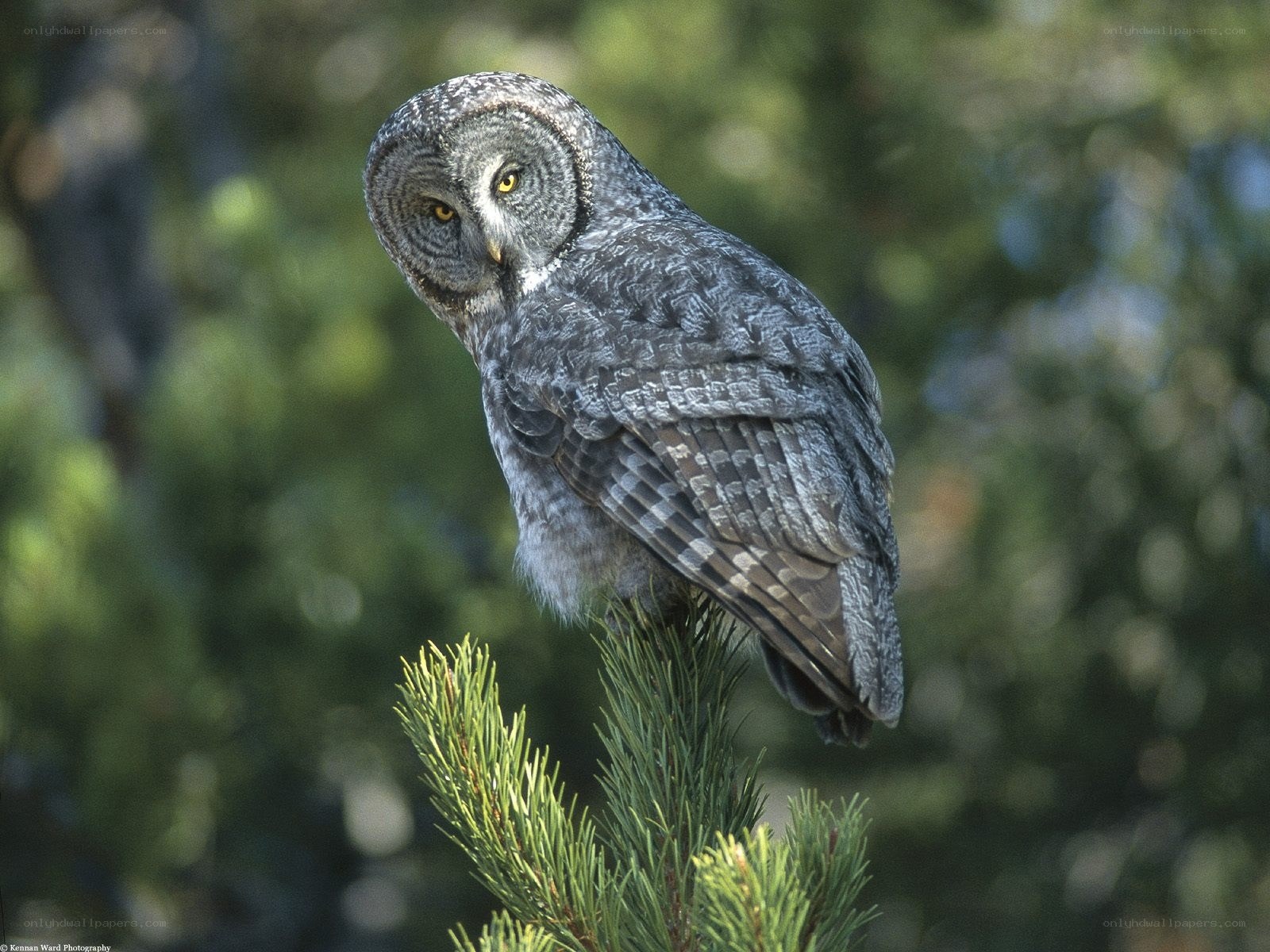 Great grey owl perched on branch