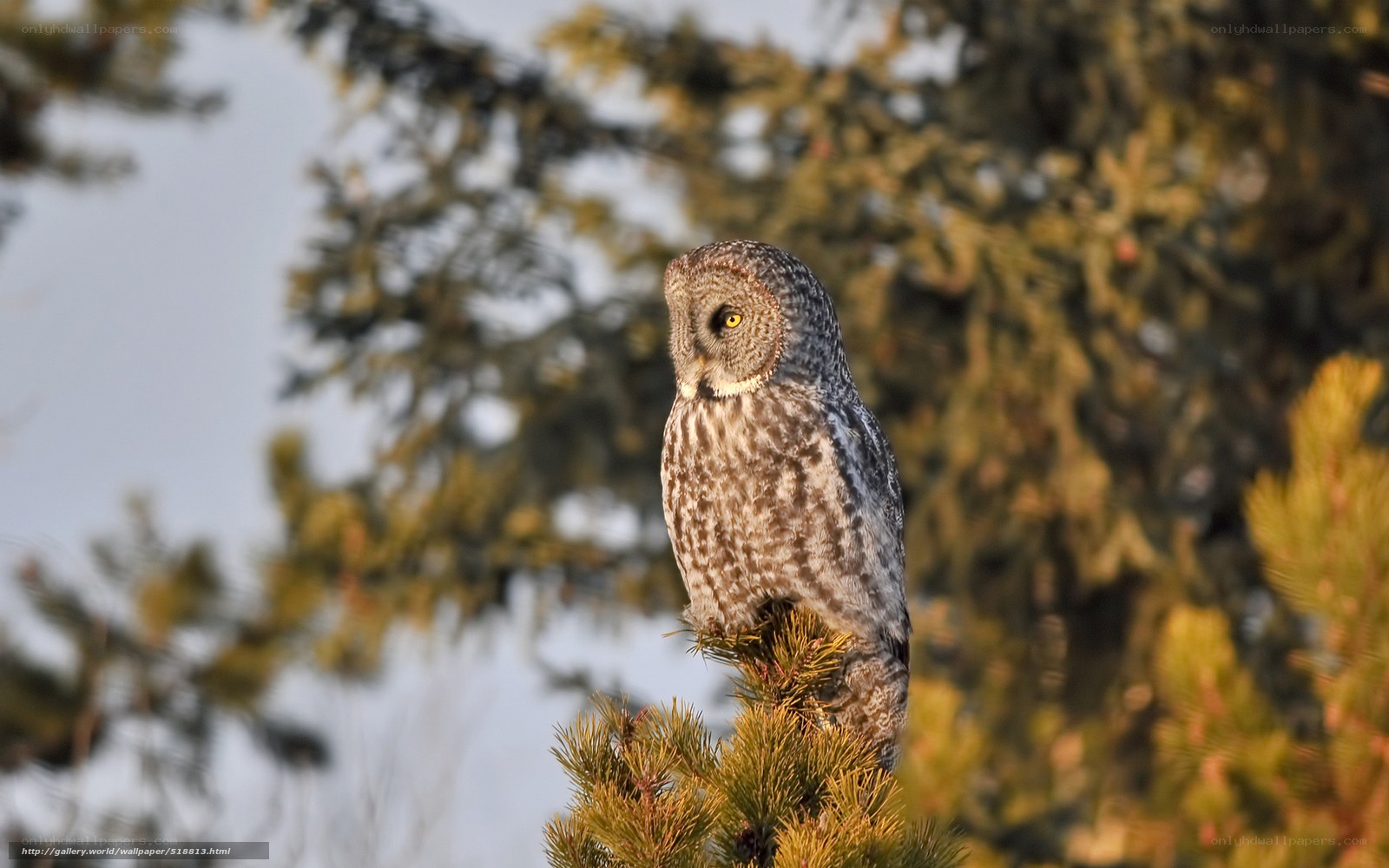 Great grey owl perched on pine