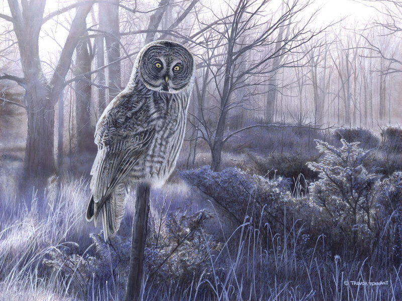Great Grey Owl — Serene