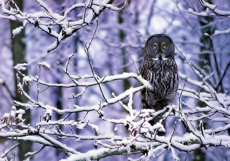 Great Grey Owl — White