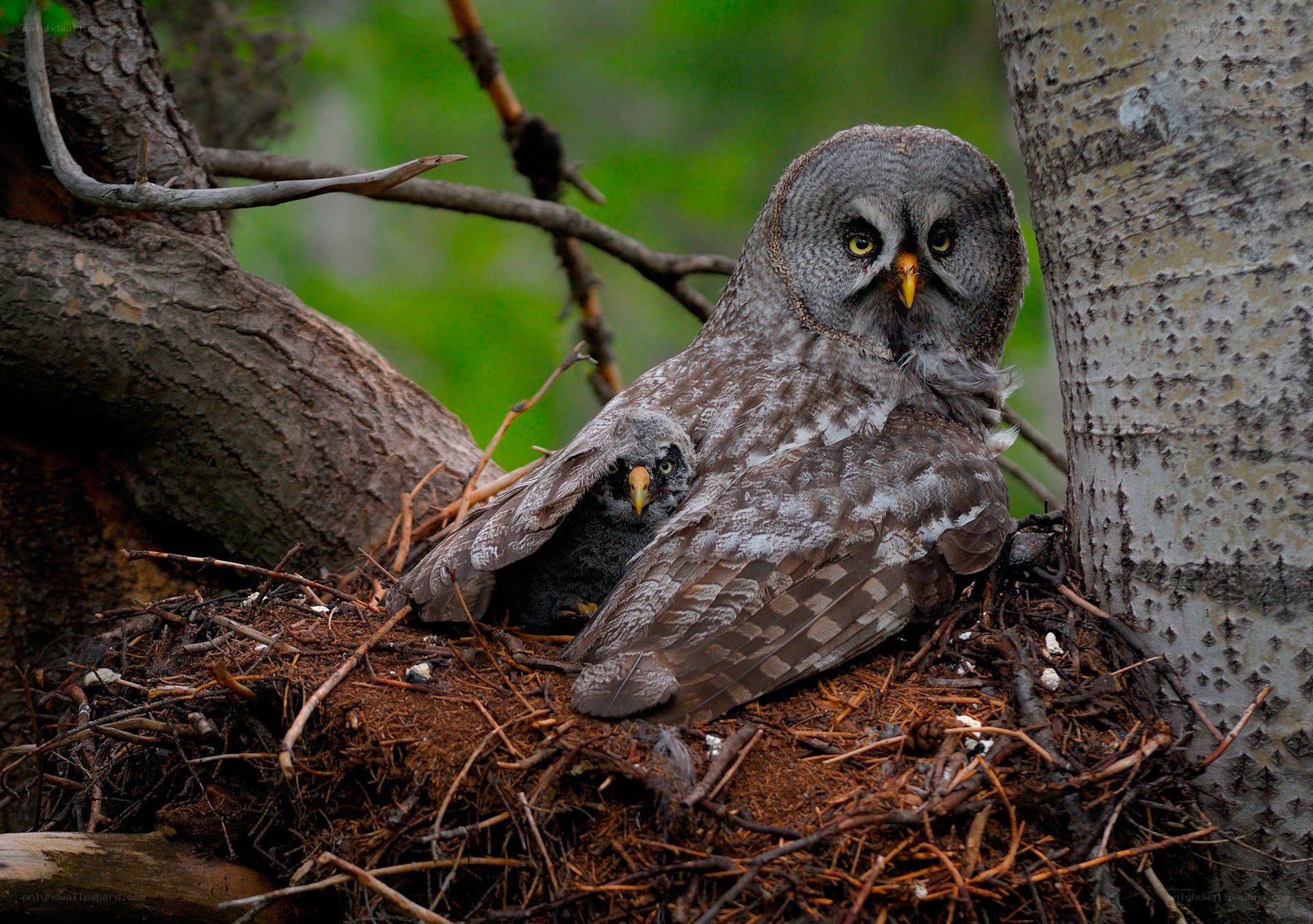 Great grey owl with chick