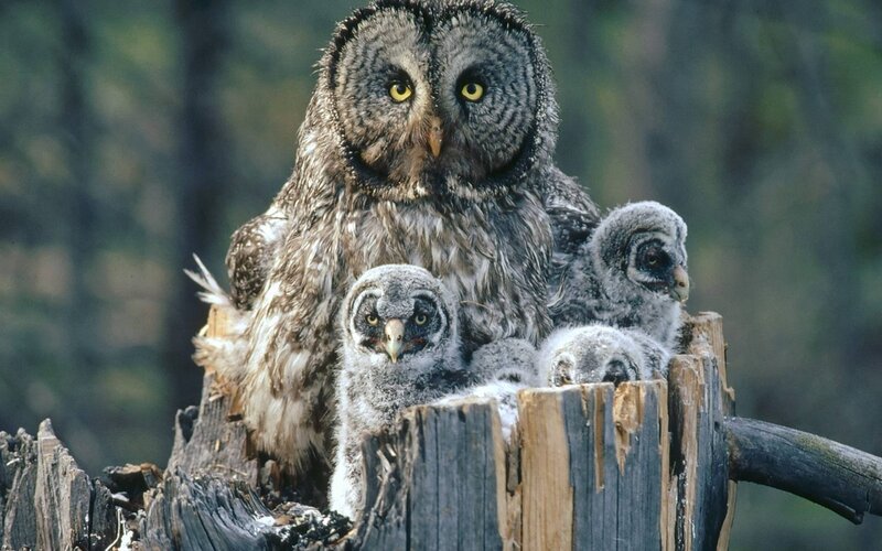 Great Grey Owl with Chicks — Natural, Afternoon