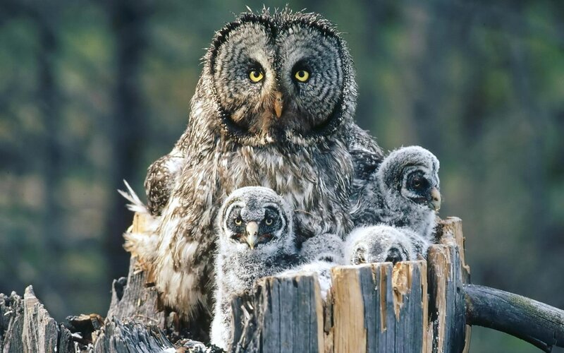 Great Grey Owl with Chicks