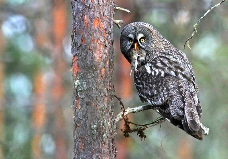 Great Grey Owl with Prey