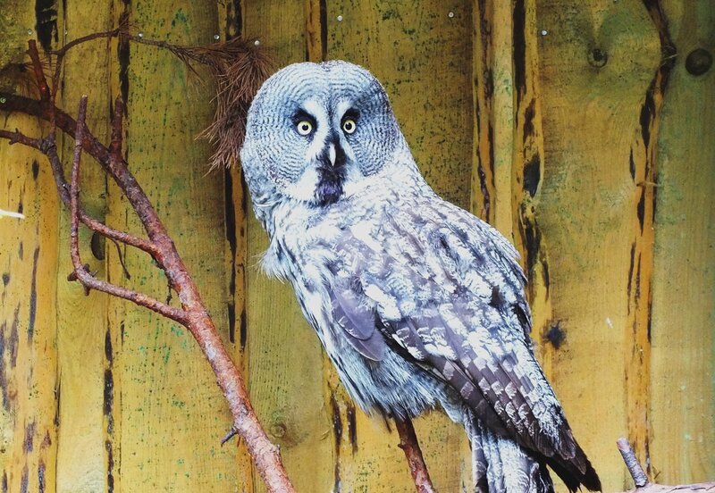 Great Grey Owl — Yellow